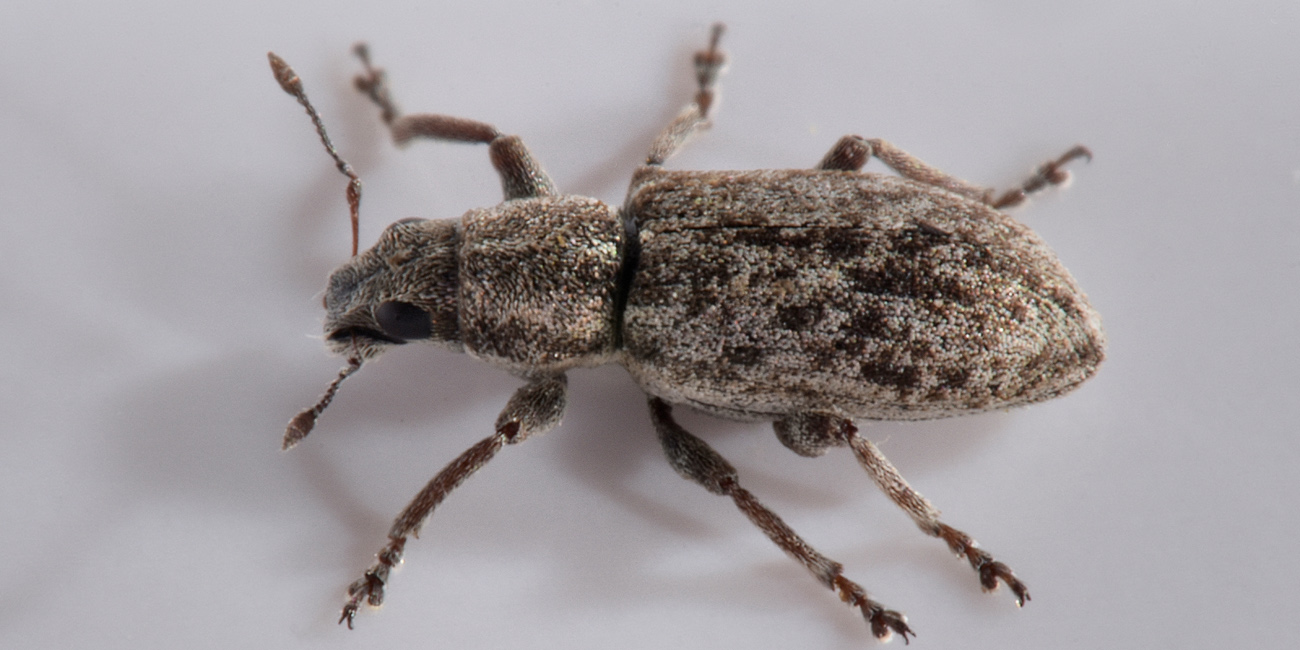 Curculionidae: Sitona cylindricollis? No, Sitona tenuis